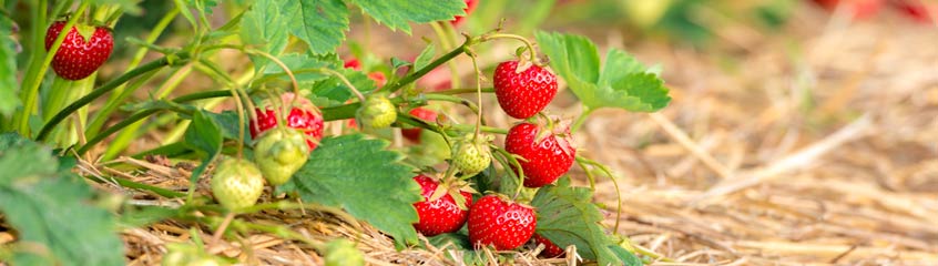 Erdbeeren