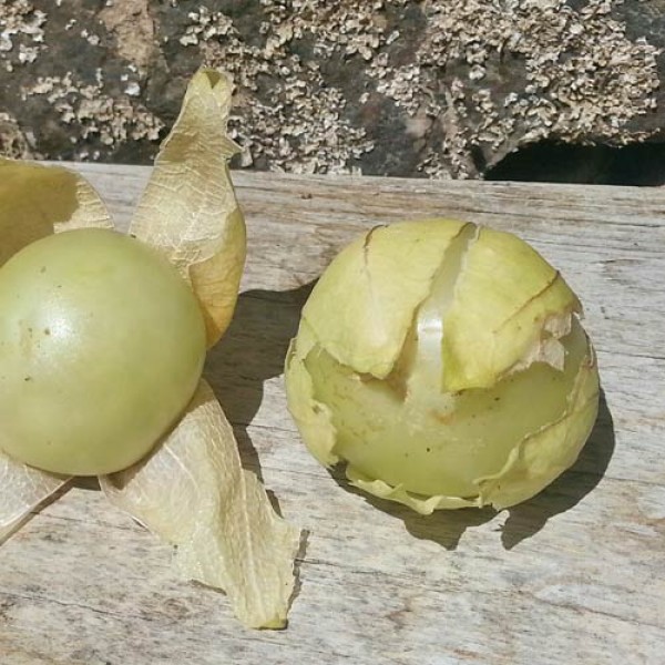 Tomatillo_Verde_Samen_1.jpg