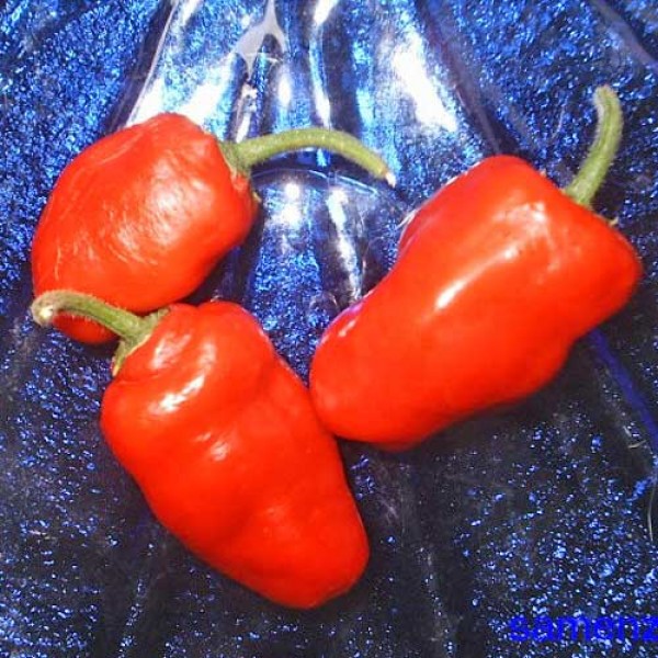 Rocoto_Bitdumi_Chili_Samen_1.jpg