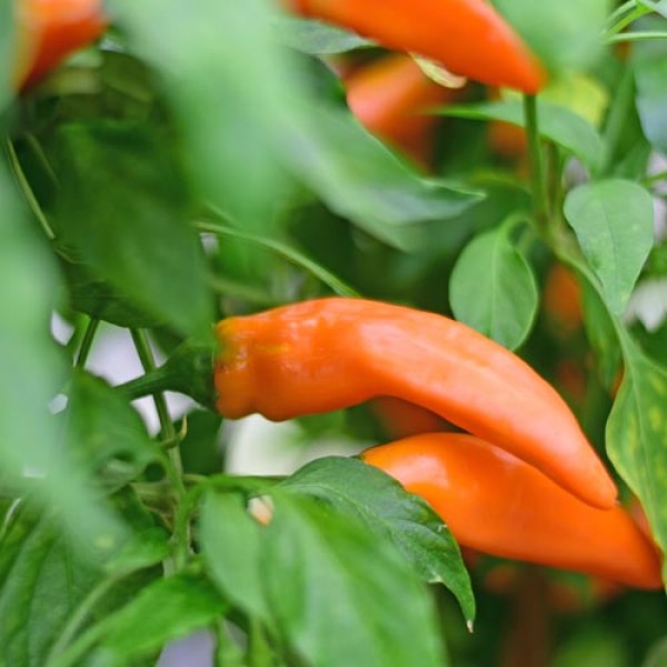 Habanero Grenada Tobago Seasoning Chili Samen