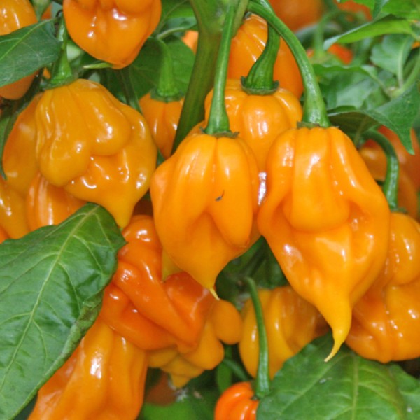 Trinidad Scorpion yellow Chili Samen