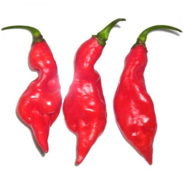 Maya Pimento Chili Samen