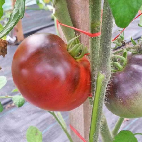 Indigo_Apple_Tomaten_Samen_1.jpg