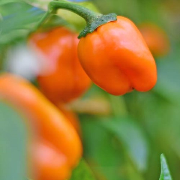 Orange_Squash_Pepper_Chili_Samen_1.jpg