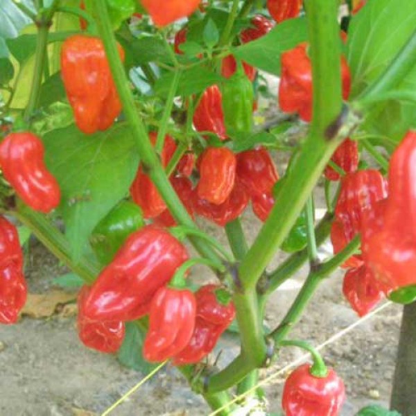 Habanero_Malaysia_Chili_Samen_1.jpg