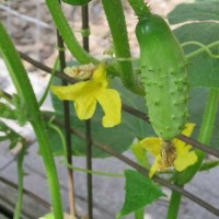 Gurke_Piccolo_di_Parigi_Samen_1.jpg Gurke_Piccolo_di_Parigi_Samen_1.jpg