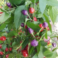 Filius_Blue_Ornamental_Chili_Samen_1.jpg Filius_Blue_Ornamental_Chili_Samen_1.jpg