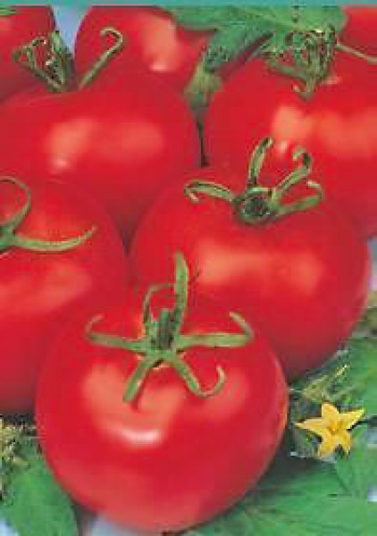 Tres Cantos Tomaten Samen