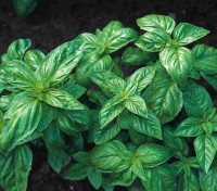 Basilikum_Genovese_Samen_1.jpg Basilikum_Genovese_Samen_1.jpg