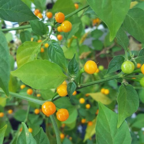 Bio Aji Charapita Yellow Chili Samen