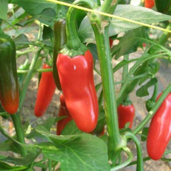 NuMex_Primavera_Chili_Samen_1.jpg