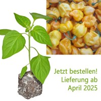 BIO_Carolina_Reaper_Yellow_Chili-Pflanze_01.jpg BIO_Carolina_Reaper_Yellow_Chili-Pflanze_01.jpg