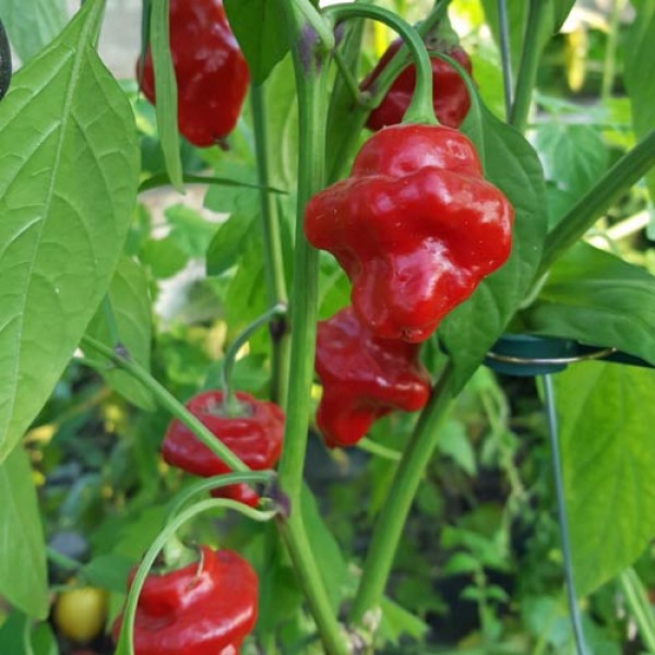 Tazmanian Red Chili Samen