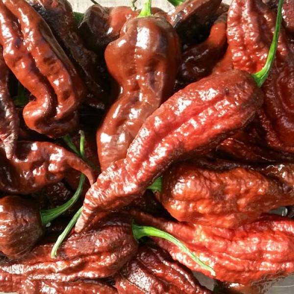 Naga_Morich_Black_Chili_Samen_1.jpg