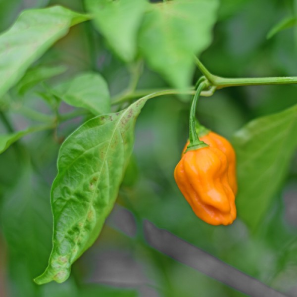 Bio Trinidad Scorpion yellow Chili Samen