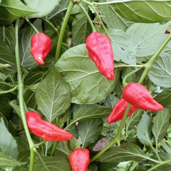 Naga Morich Spain Strain Chili Samen