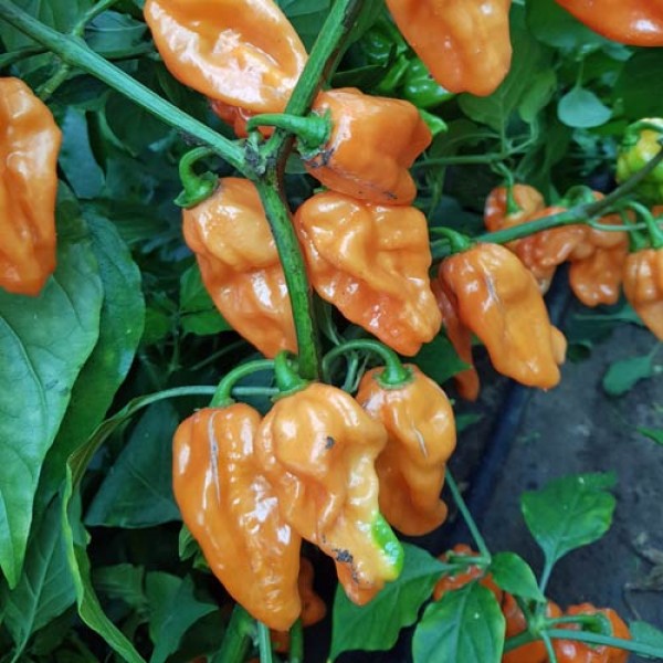 Habanero_Naranja_Picante_Chili_Samen_1.jpg