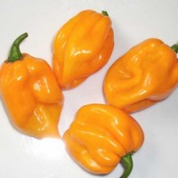Scotch_Bonnet_Yellow_Big_Sun_Chili_Samen_1.jpg Scotch_Bonnet_Yellow_Big_Sun_Chili_Samen_1.jpg