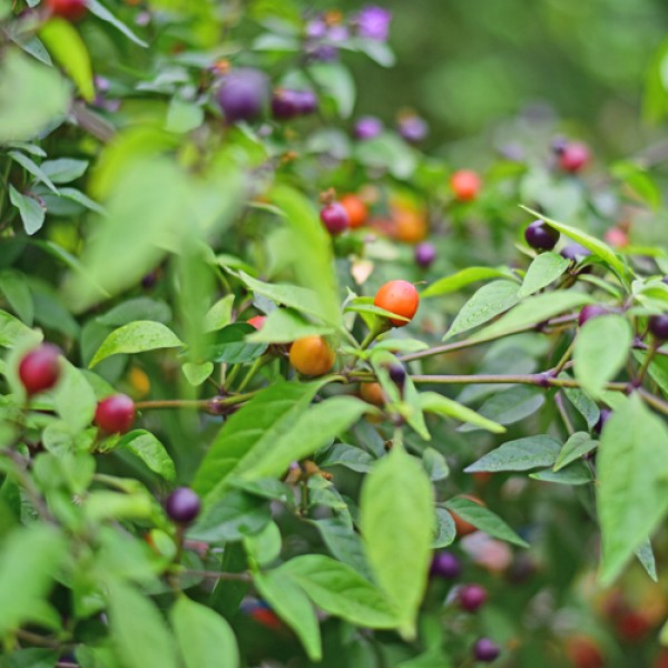 Bio Pretty in Purple Chili Samen