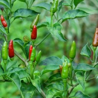 Bird_Pepper_wild_Chili_Samen_1.jpg Bird_Pepper_wild_Chili_Samen_1.jpg