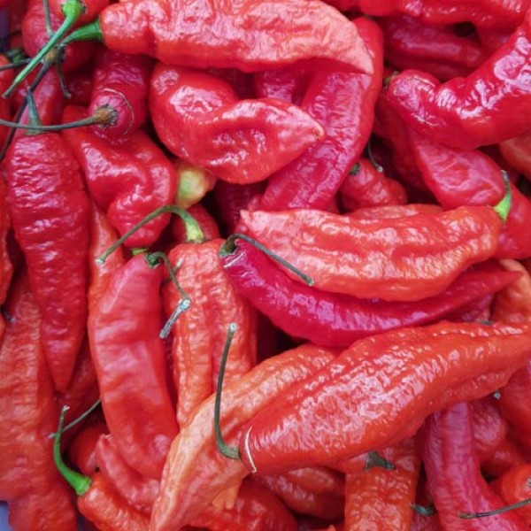 Naga Jolokia Chili Samen