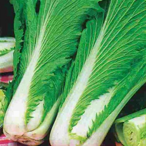 Pak_Choi_Wong_Bok_Samen_1.jpg