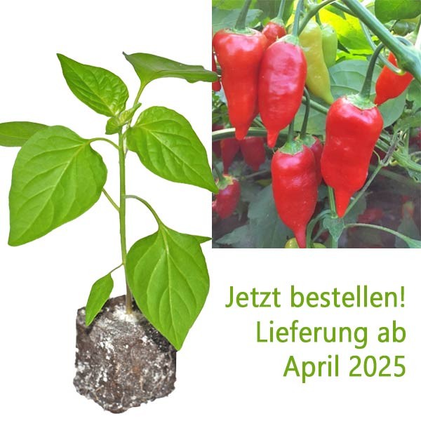 BIO_Aji_Benito_Chili-Pflanze_01.jpg