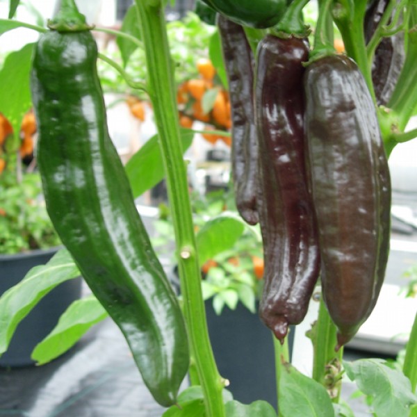 Aji Panca Chili Samen