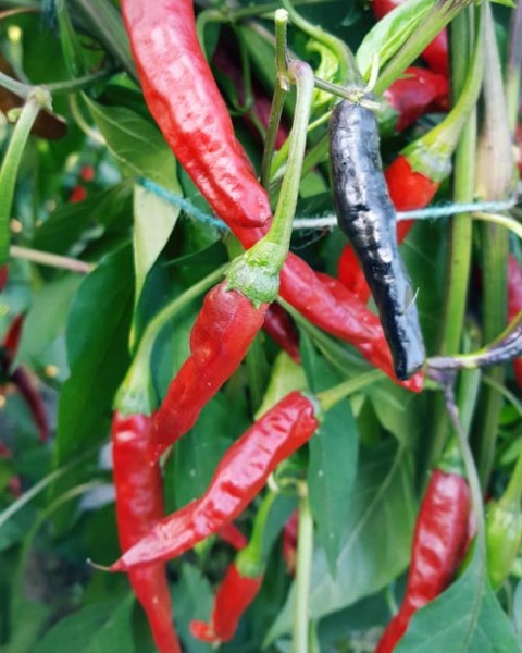 Chinese Black Chili Samen