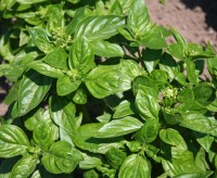 Basilikum_British_Samen_1.jpg Basilikum_British_Samen_1.jpg