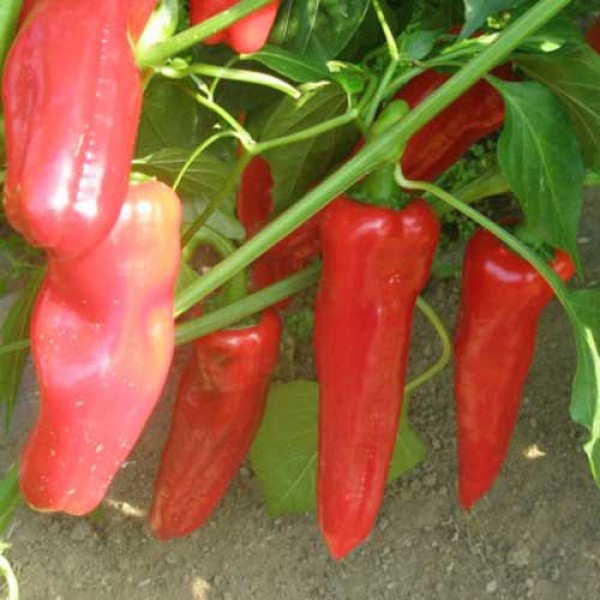 Peperoni_Frigitelli_Chili_Samen_1.jpg