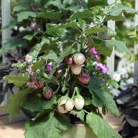 Aubergine_Pinstripe_Samen_1.jpg Aubergine_Pinstripe_Samen_1.jpg