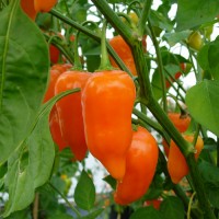 Jamy_Chili_Samen_1.jpg Jamy_Chili_Samen_1.jpg