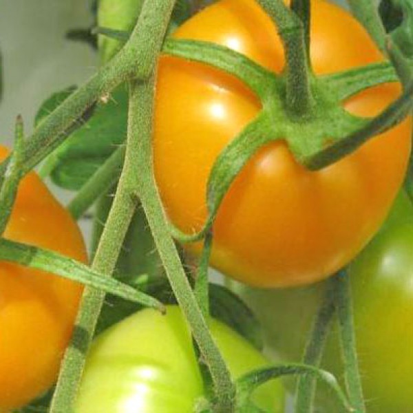 Golden Jubilee Tomaten Samen