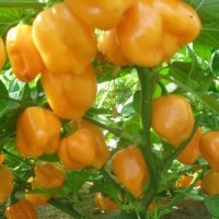 Habanero_Congo_Orange_Chili_Samen_1.jpg Habanero_Congo_Orange_Chili_Samen_1.jpg