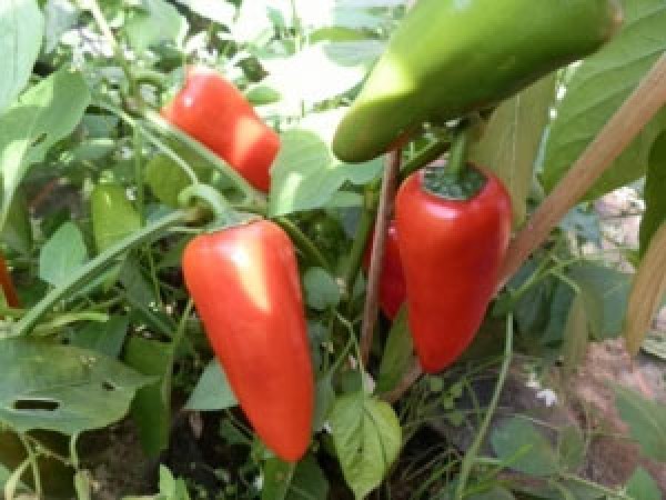 Red Pepper Dwarf Chili Samen