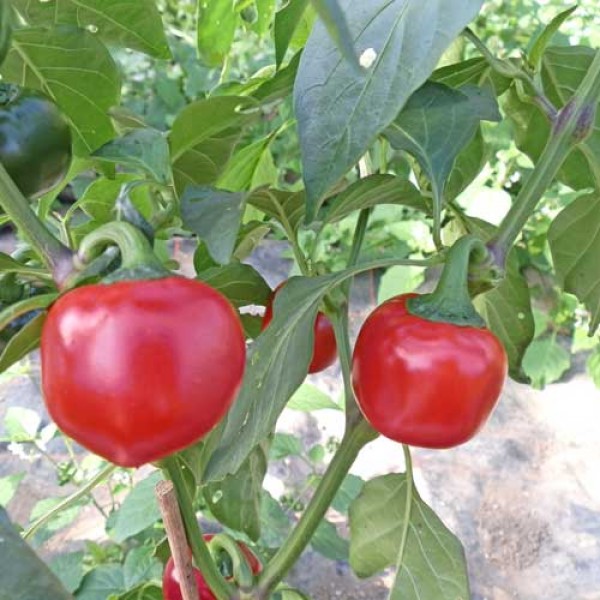 Bio Cherry Bomb / Kirschpaprika Chili Samen
