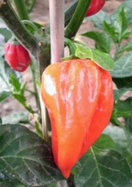 Fatalii rot Chili Samen