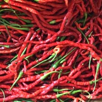 Thunder_Mountain_Long_Horn_Chili_Samen_1.jpg Thunder_Mountain_Long_Horn_Chili_Samen_1.jpg