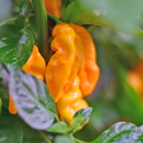 Bio Lucifer´s Dream Yellow Chili Samen