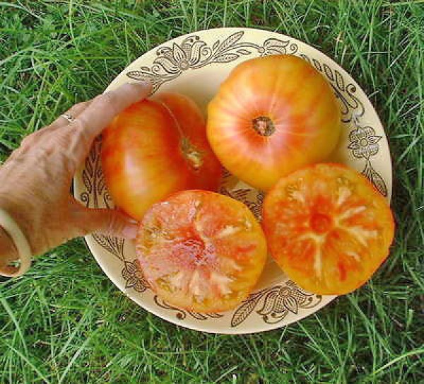 Pineapple Beefsteak Tomaten Samen