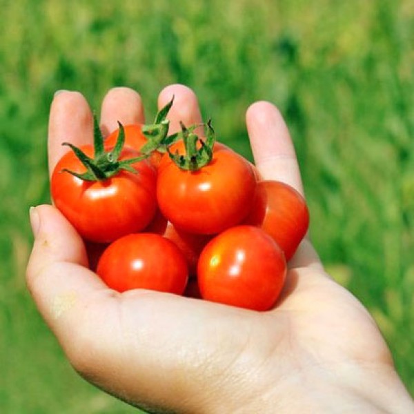 Mano Tomaten Samen