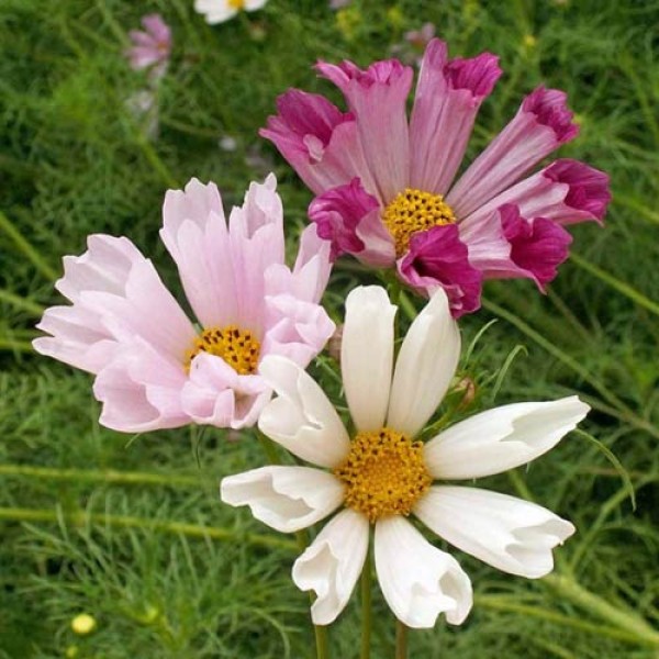 Schmuckkoerbchen_Cosmea_Seashells_Samen_1.jpg