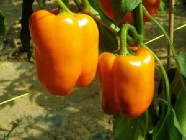 Orange Sun Chili Samen