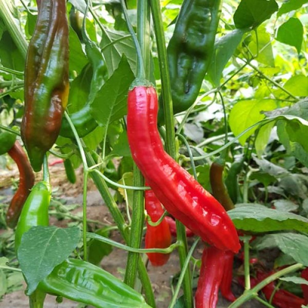 Aji_Santa_Cruz_Chili_Samen_1.jpg