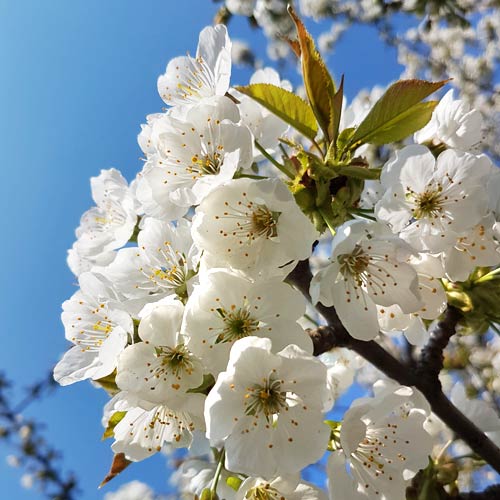 Der Garten im April Tipps und Tricks auf SaatgutBiene.de