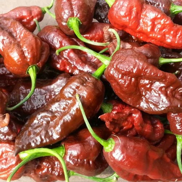 Bhut_Jolokia_Chocolate_Chili_Samen_1.jpg