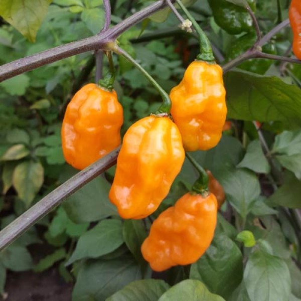 Pimenta_Preta_Orange_Chili_Samen_1.jpg