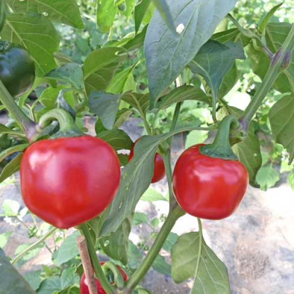 Cherry Bomb / Kirschpaprika Chili Samen