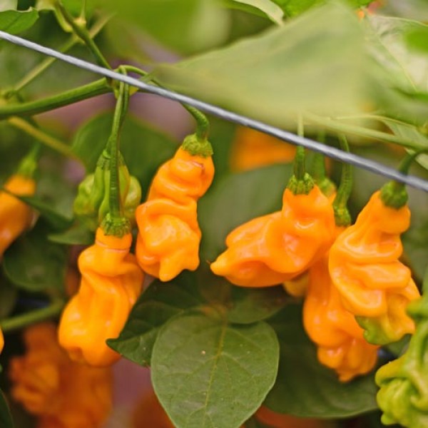 Bio Goronong Yellow Chili Samen